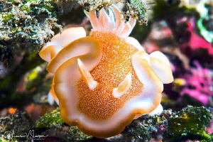 Glossodoris rufomarginata/Photographed with a Canon 60 mm... by Laurie Slawson 